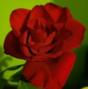 Meet your Posher, Sheila